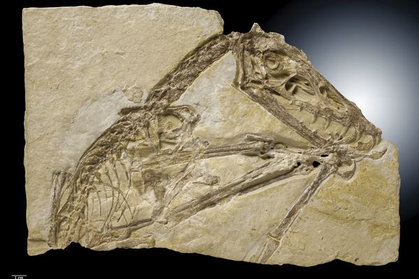  Abbildung eines Fossils eines Scaphognathus auf einer Steinplatte